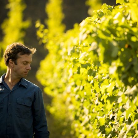 A man walking through a vineyard