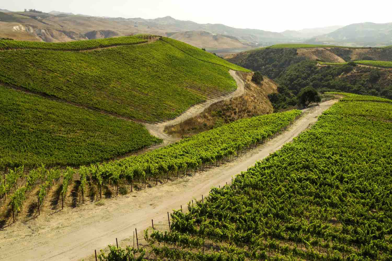 A wide shot of the vineyard's greenery.