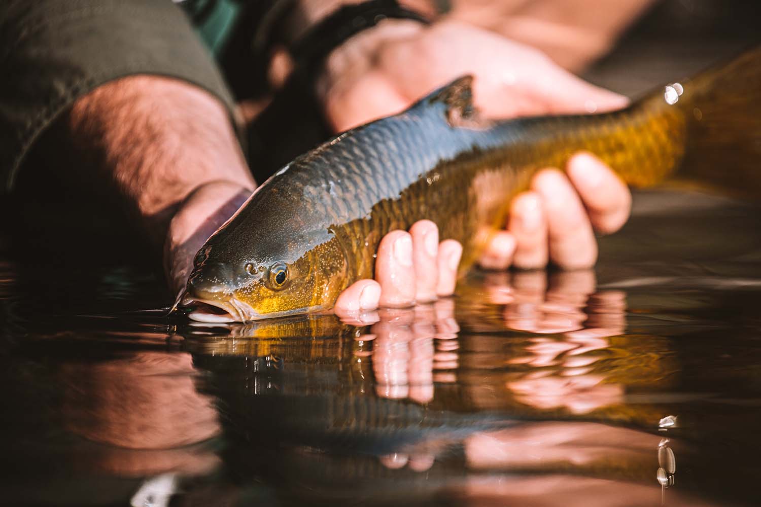 Chasing yellowfish in Lesotho