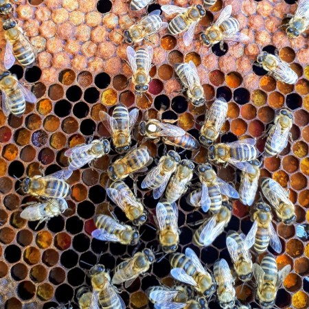 Bees