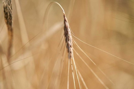 The New Weller Bourbon Line Features an Unusual Grain