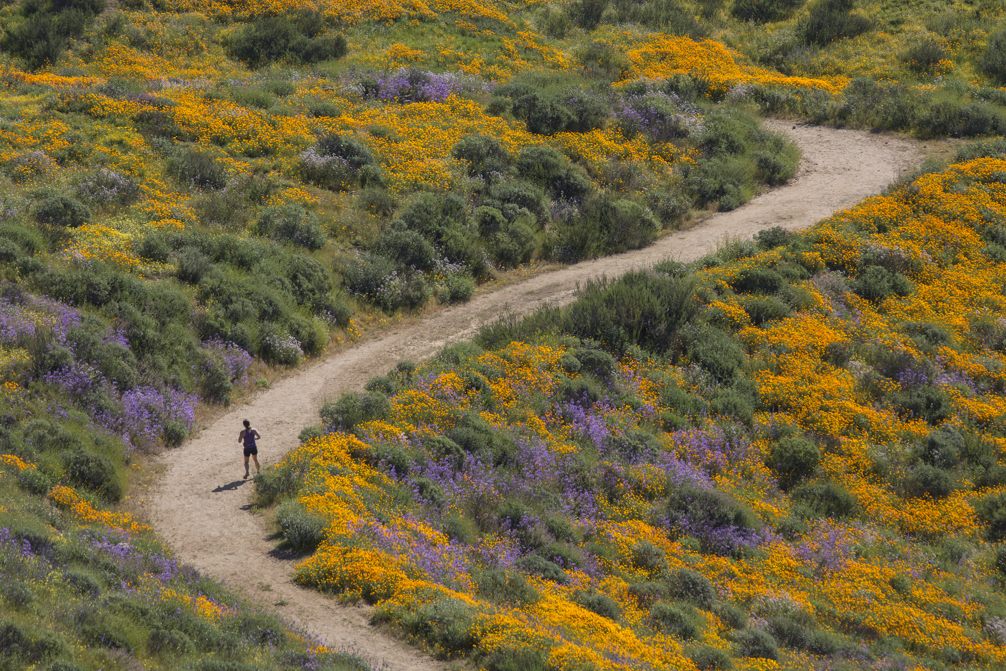 A lady walks through a field of wildflowers.