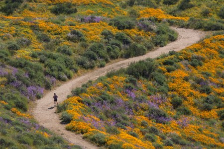 A lady walks through a field of wildflowers.