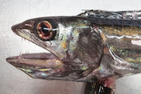 lanternfish