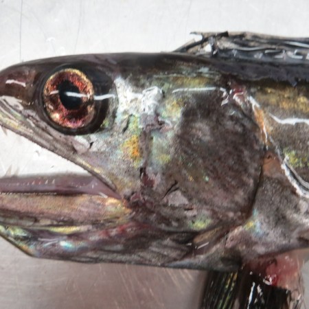 lanternfish