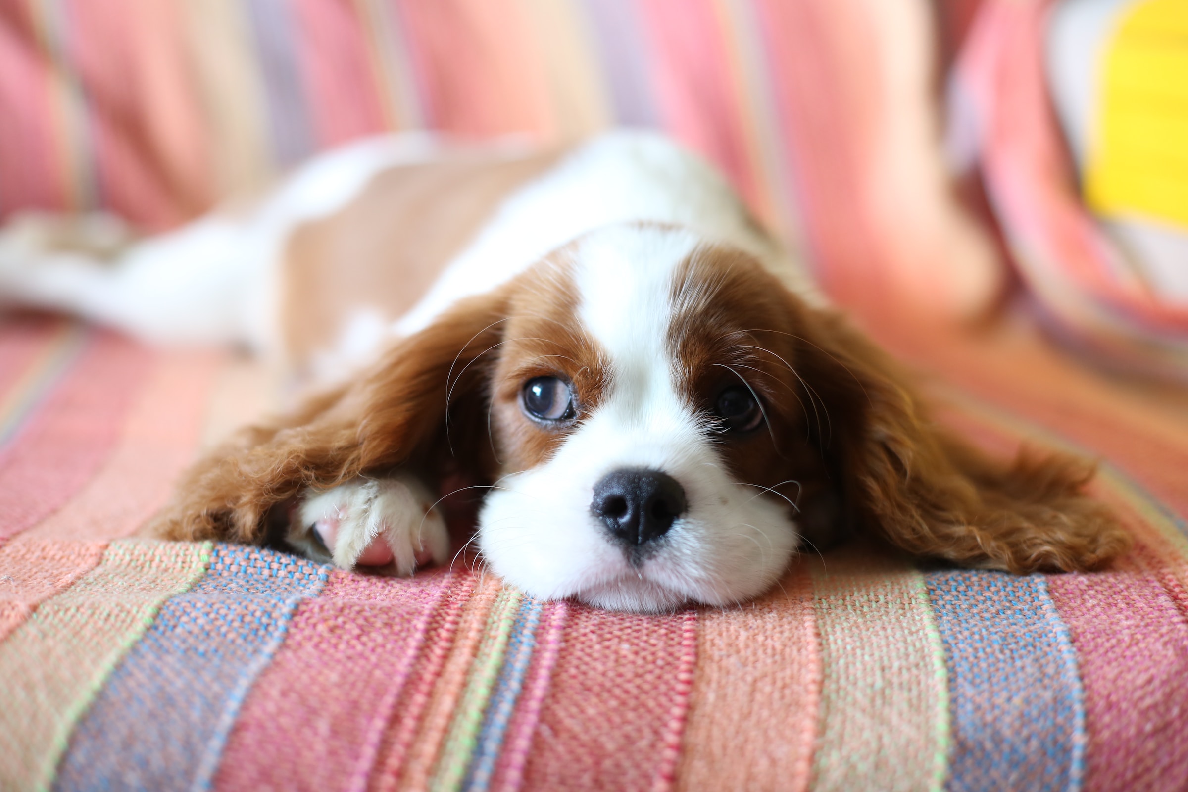 Anxious dog
