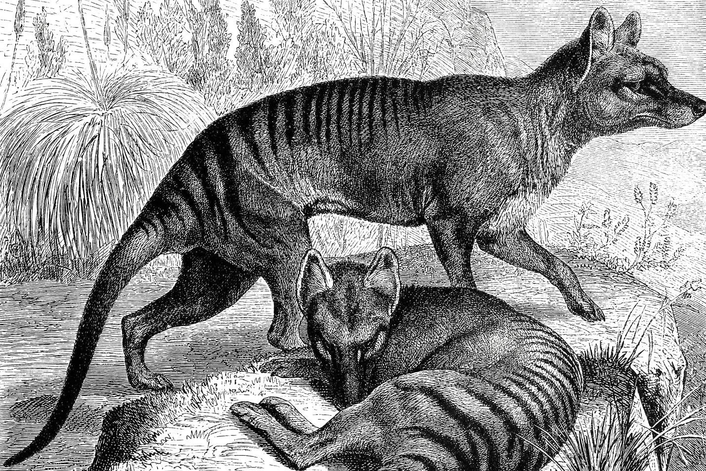Tasmanian tiger