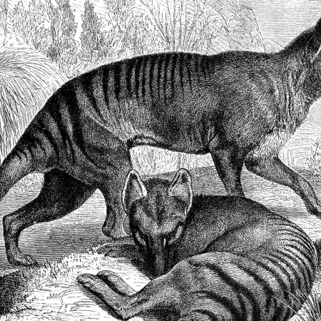 Tasmanian tiger
