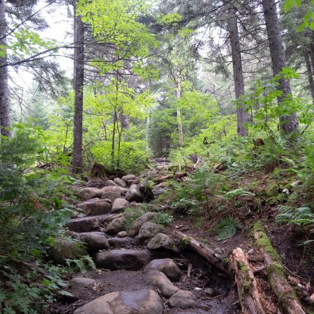 Outdoor woodland scene
