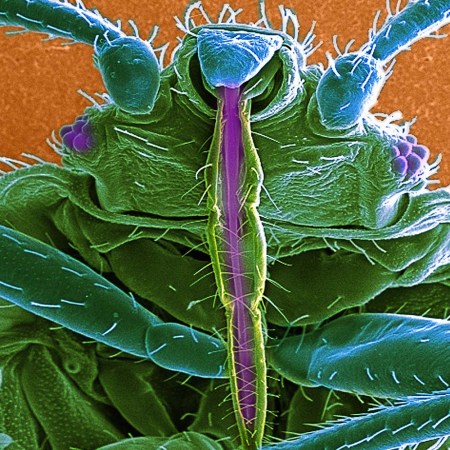 SEM of bedbug