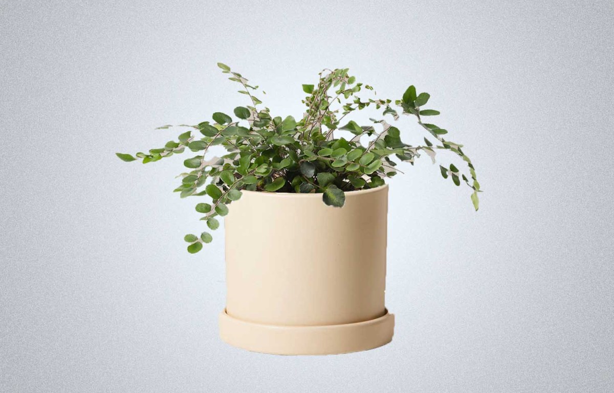The Sill Button Fern