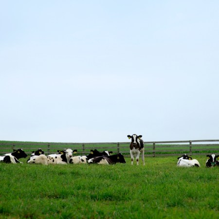 cows laying in the grass.