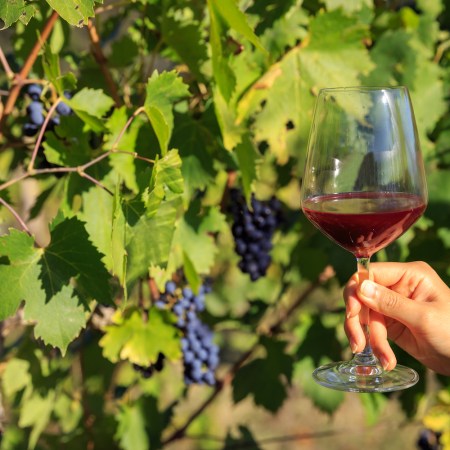 Hand holding Wine glass in vineyard