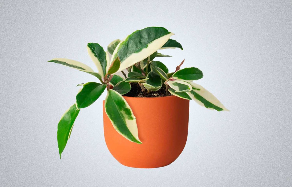 The Sill Hoya Carnosa Tricolor
