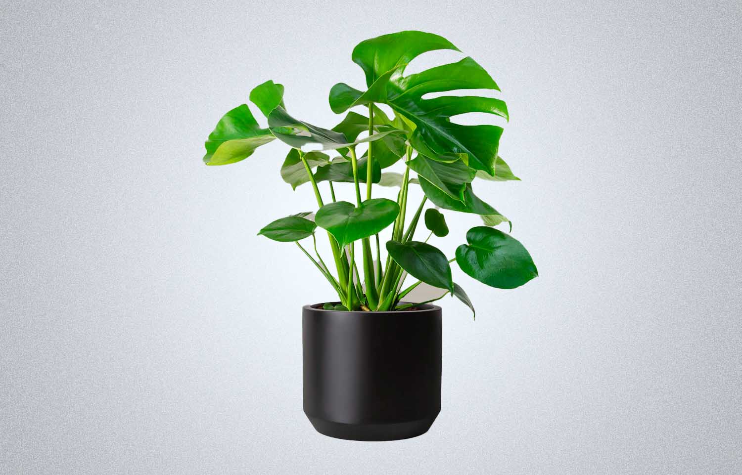 The Sill Large Monstera Deliciosa