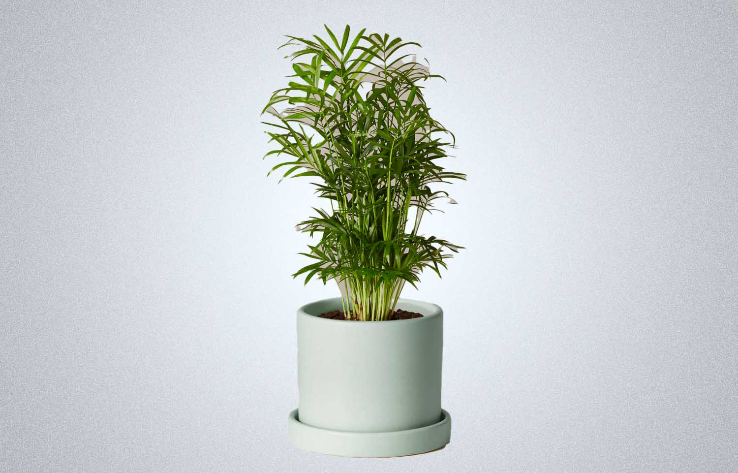 The Sill Parlor Palm