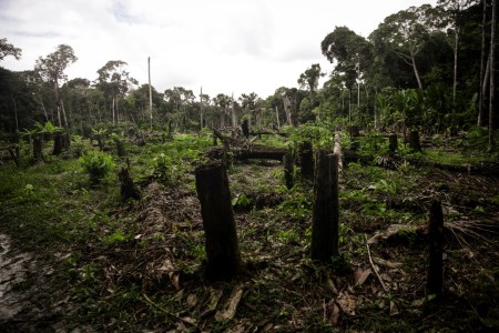 An Investigation Revealed the Full Effects of Cattle Farming in the Amazon