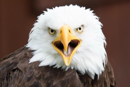 Bald eagle