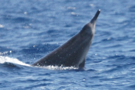 Sowerby's beaked whale