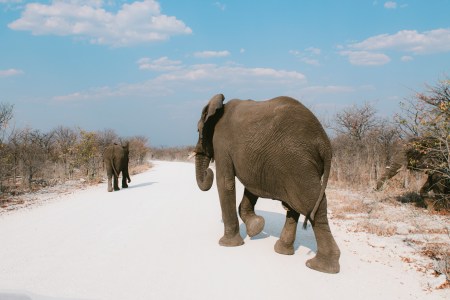 Use “Elephant Balls” to Turbocharge Your Grip Strength