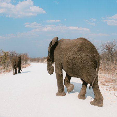 A rear view of two elephants walking on a path. Turns out "elephant balls," a favorite grip strength tool, has nothing to do with actual elephants.