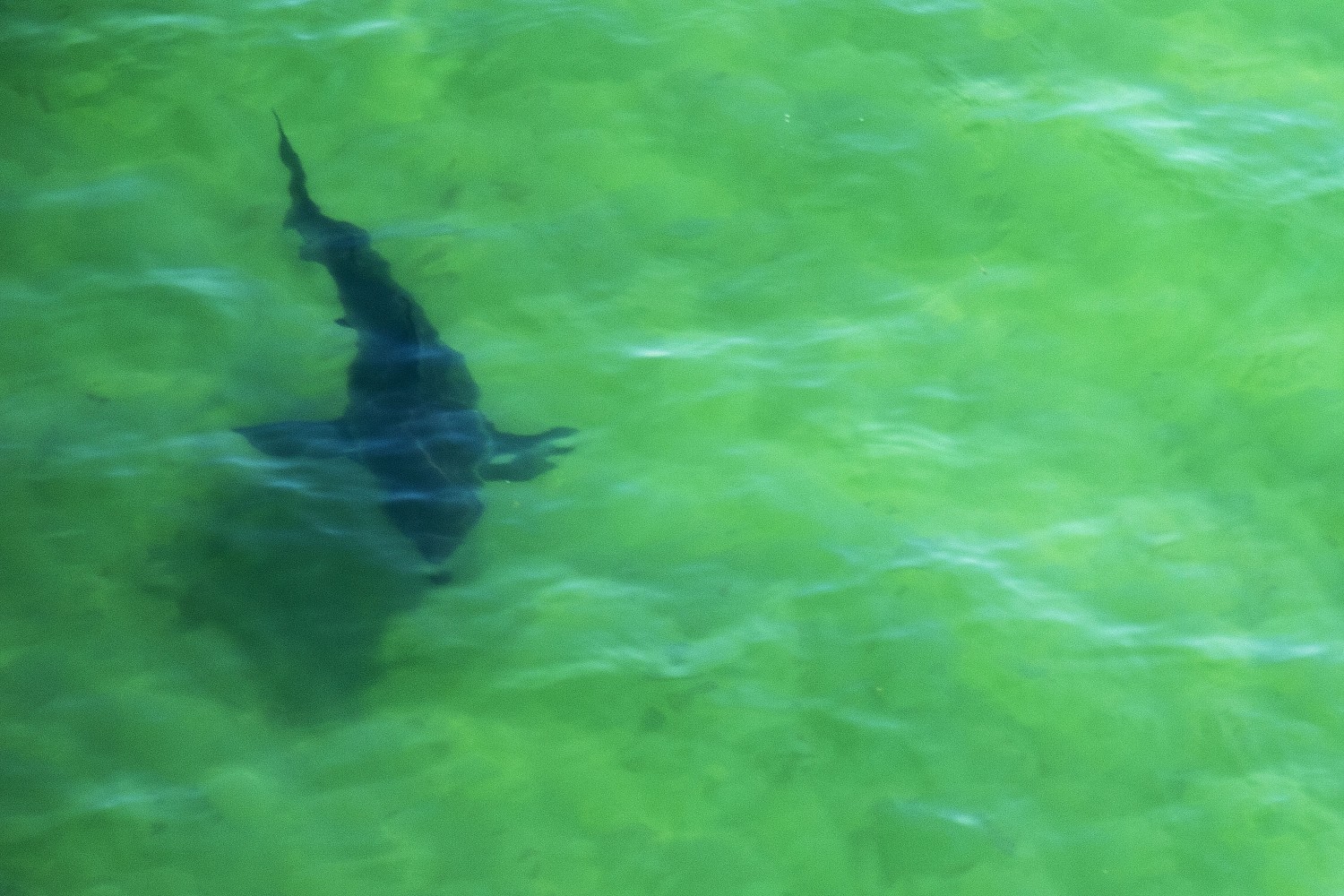 Great White Shark