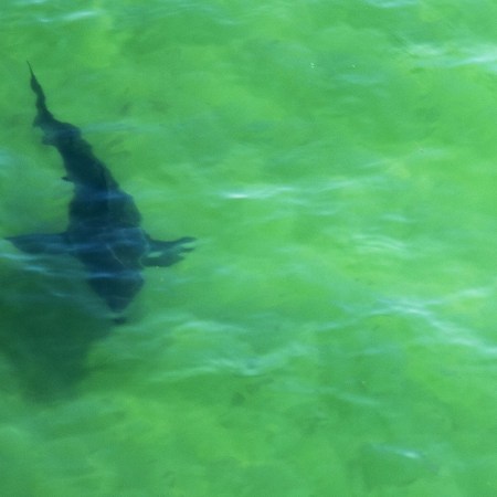 Great White Shark