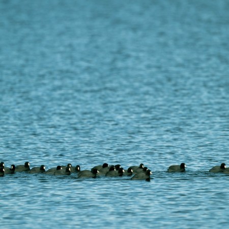 Lake Washington