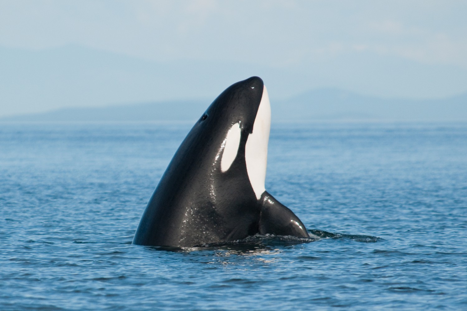Orca