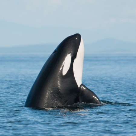 Orca