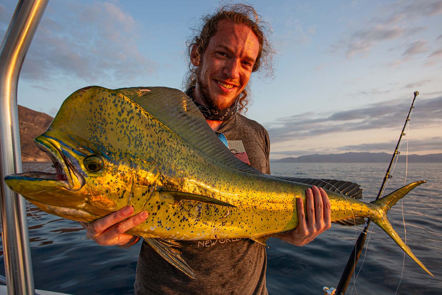 Bull dorado