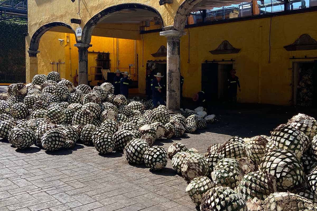 Agave outside the ovens at the Jose Cuervo distillery in Tequila