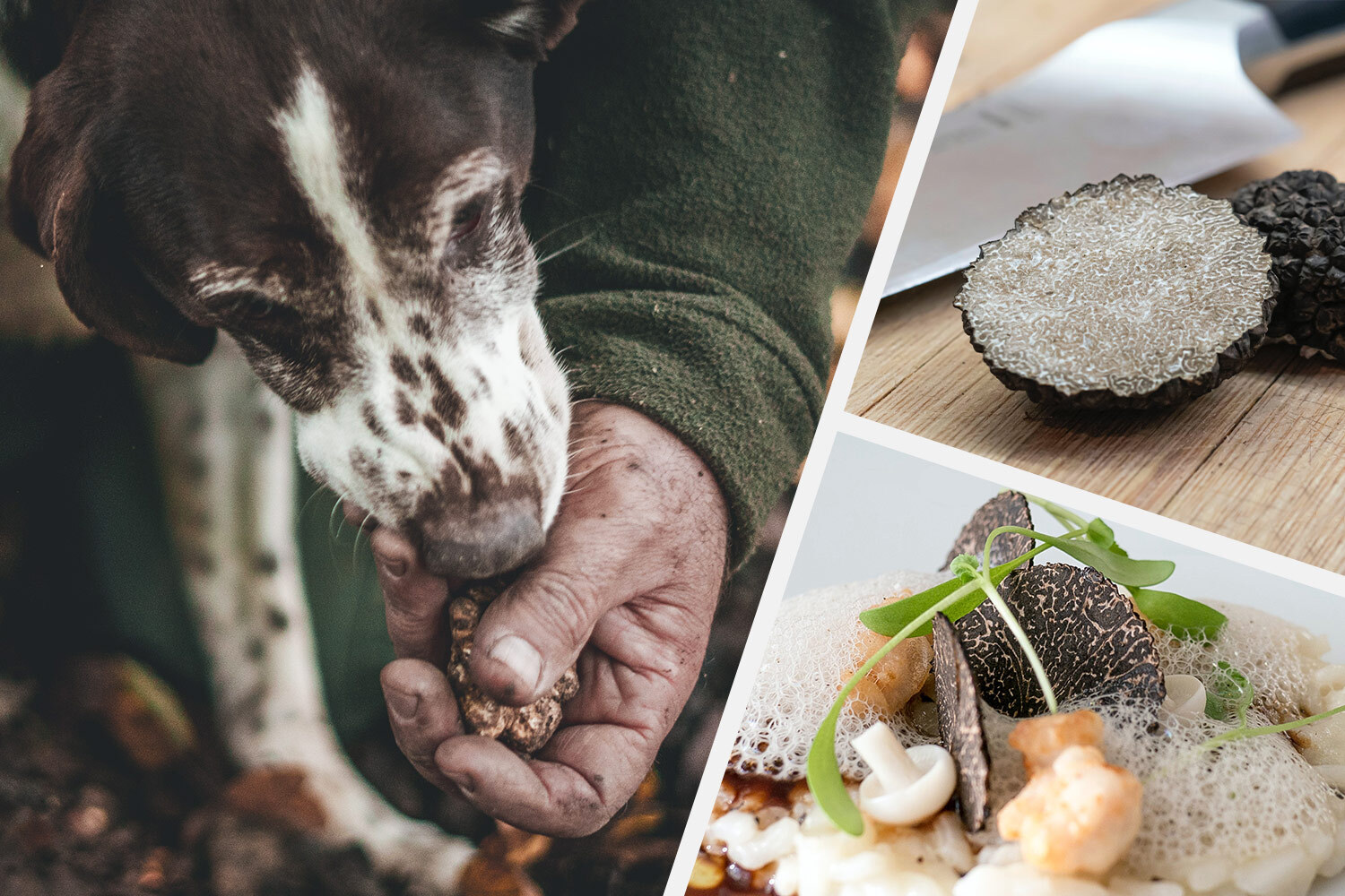 Truffles, anyone?