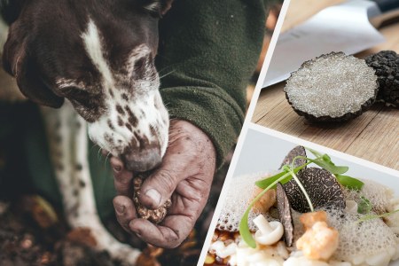 Truffles, anyone?