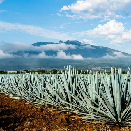 A field of Agave tequilana, commonly called blue agave (agave azul) or tequila agave, is an agave plant that is an important economic product of Jalisco, Mexico. In the background is the famous Tequila Volcano or Volcán de Tequila