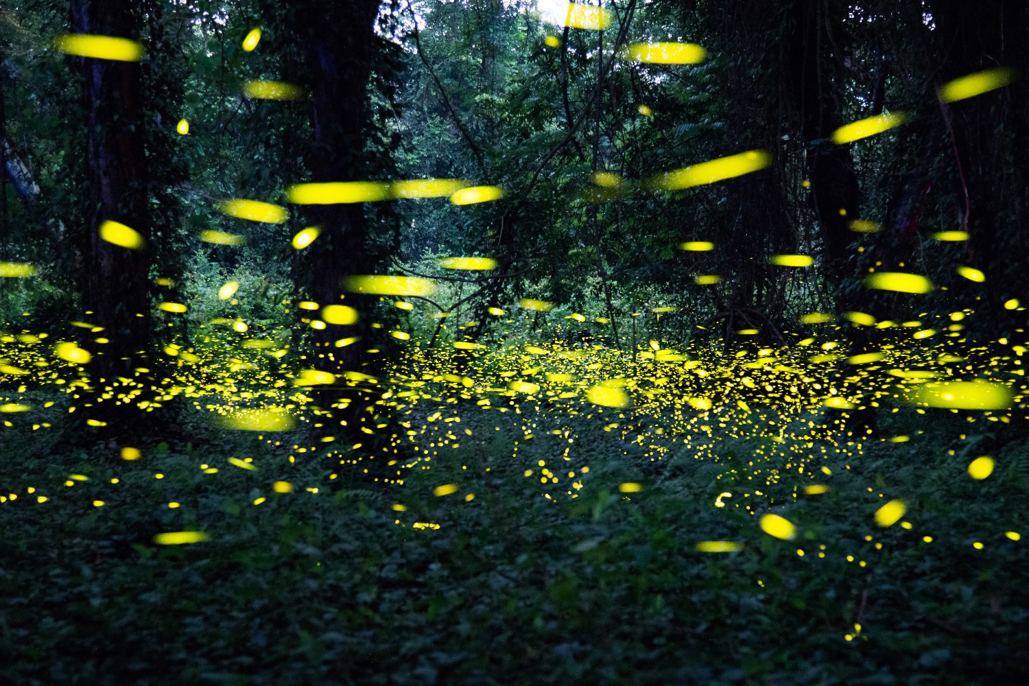 Fireflies