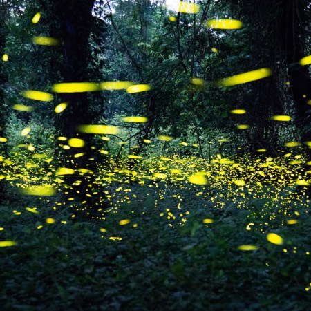 Fireflies