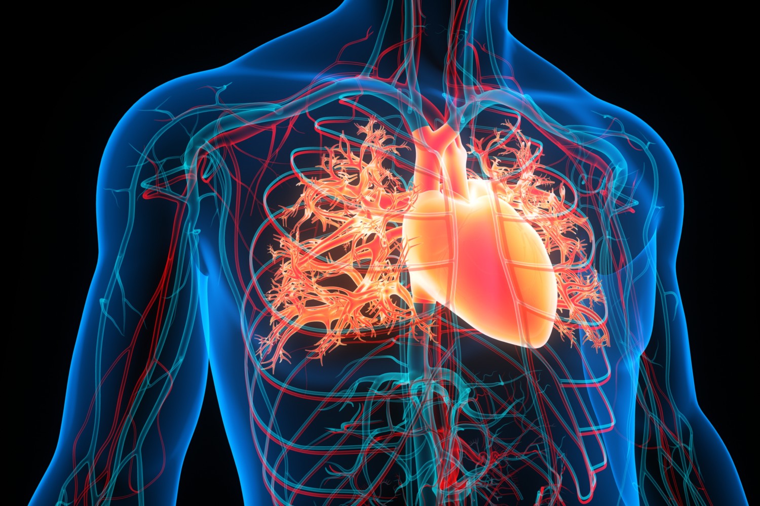 Circulatory system