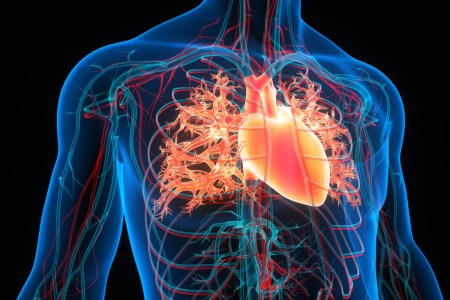 Circulatory system