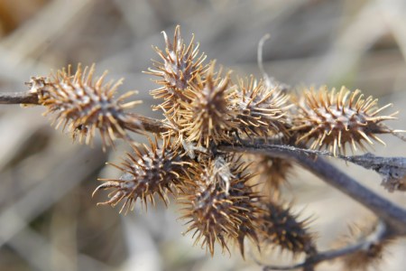 Cockleburs