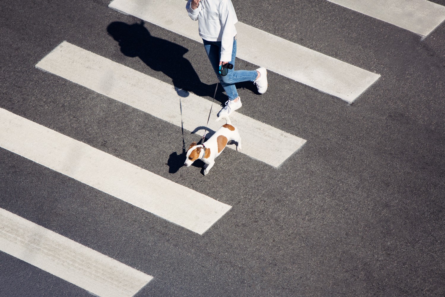 Walking a dog