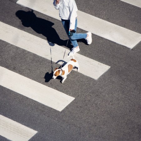Walking a dog