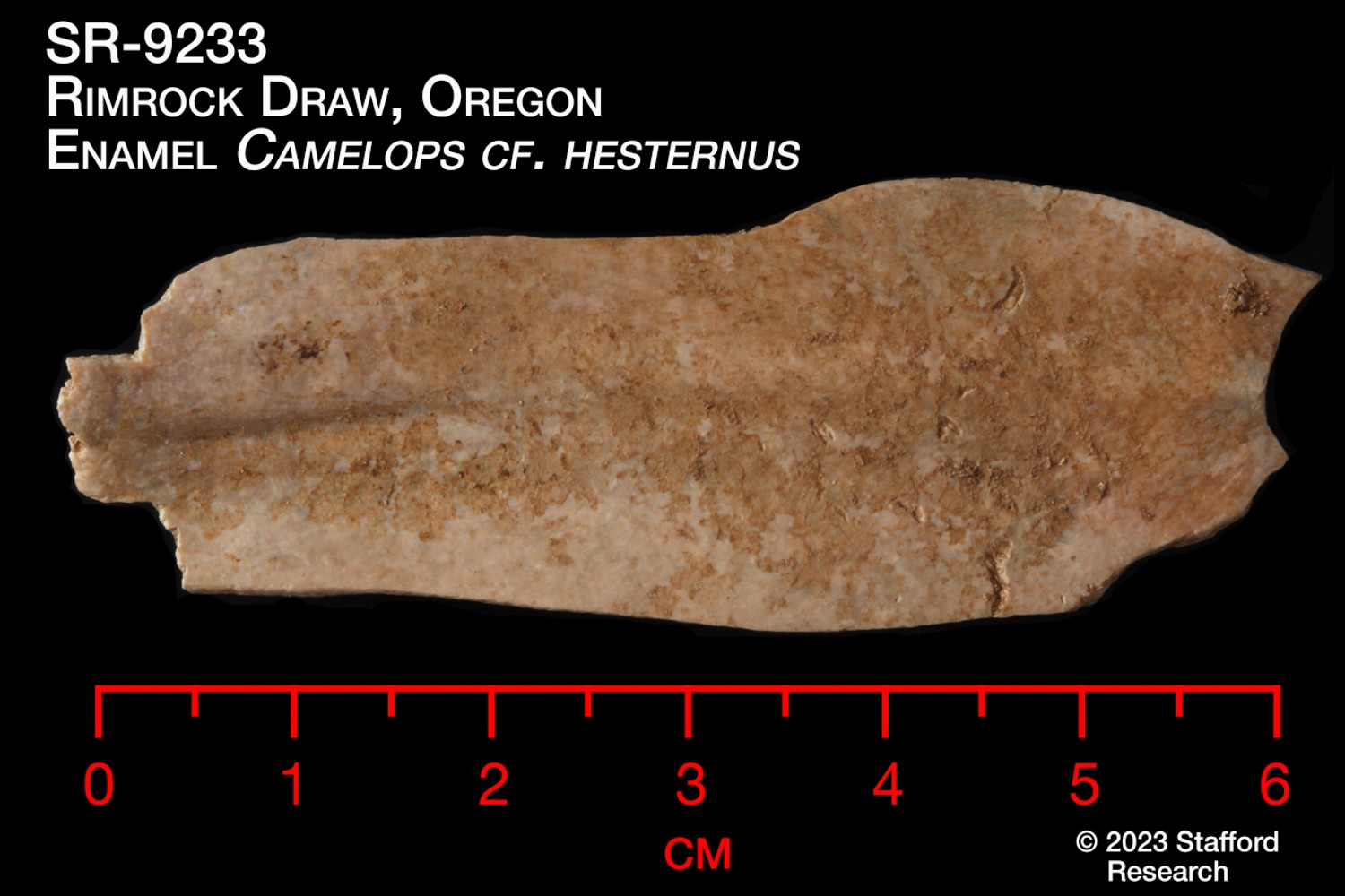 Ancient enamel