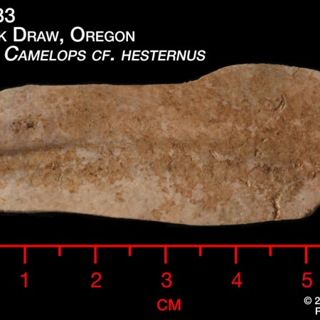 Ancient enamel