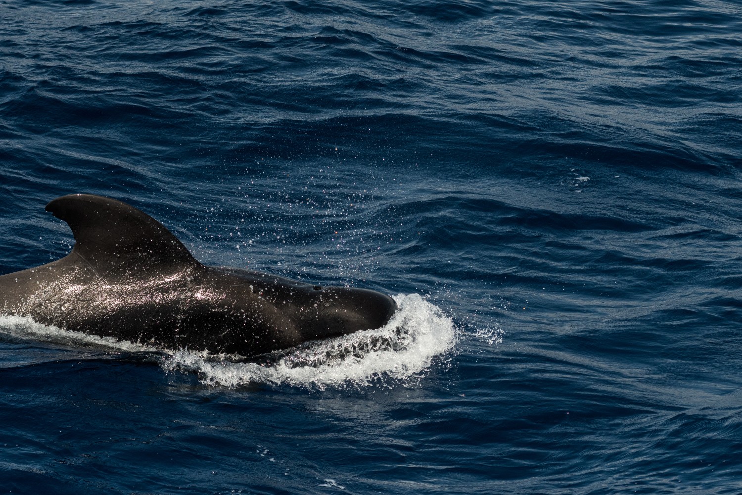 Pilot whale