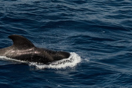Pilot whale
