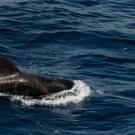Pilot whale