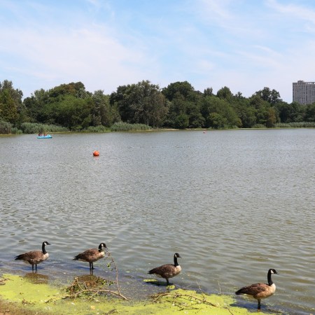 Prospect Park Lake