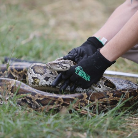 Python capture