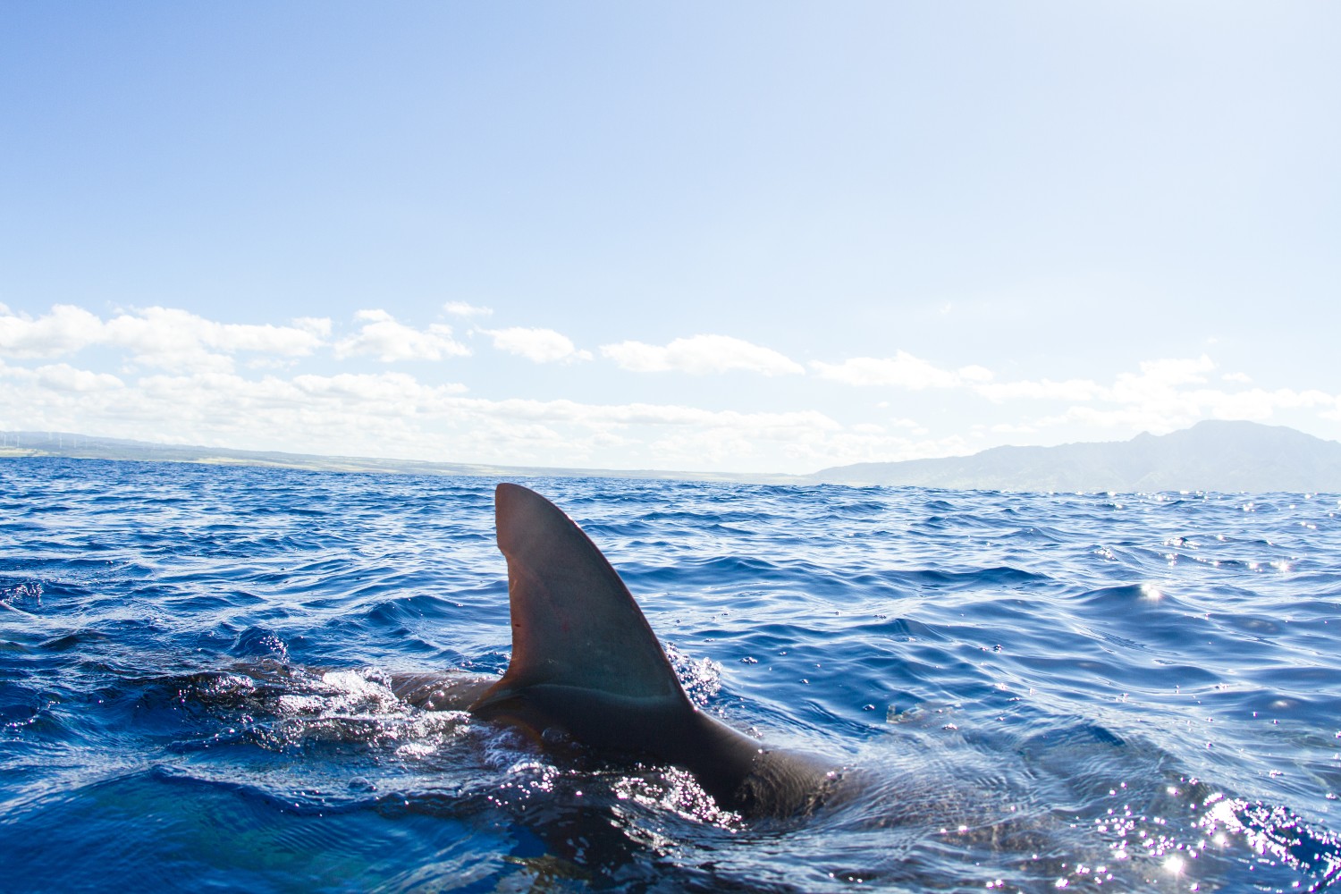Shark fin